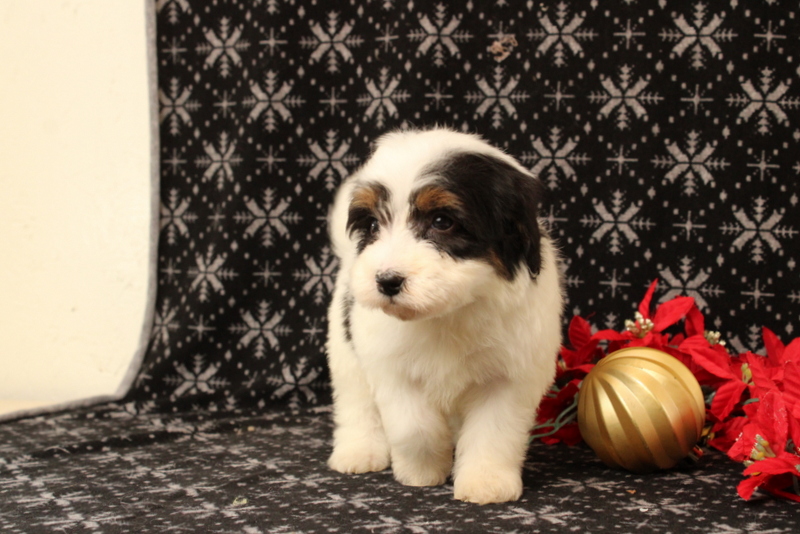 puppy, for, sale, Mini Bernadoodle F2, Matthew B. Stoltzfus, dog, breeder, Gap, PA, dog-breeder, puppy-for-sale, forsale, nearby, find, puppyfind, locator, puppylocator, aca